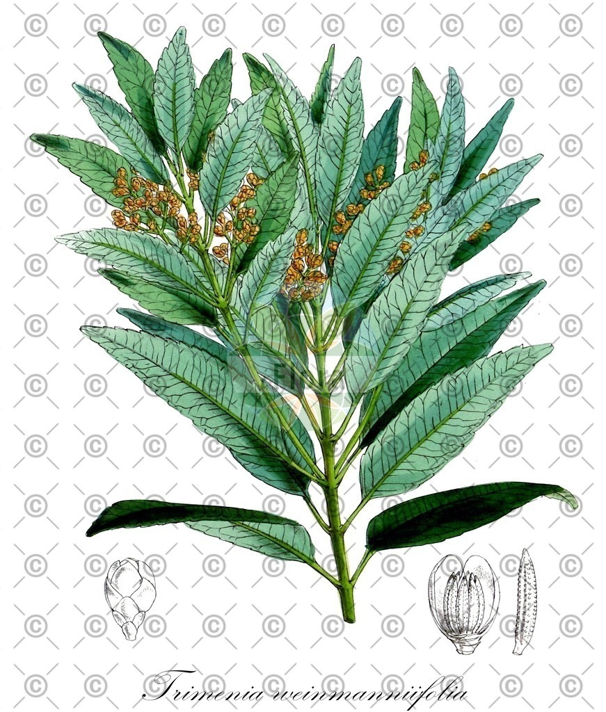 HistAbb_EMP_109037_7_ALPEN_Simple | Historische Abbildung von Trimenia weinmanniifolia - Trimeniaceae | Historical Illustration of Trimenia weinmanniifolia - Trimeniaceae