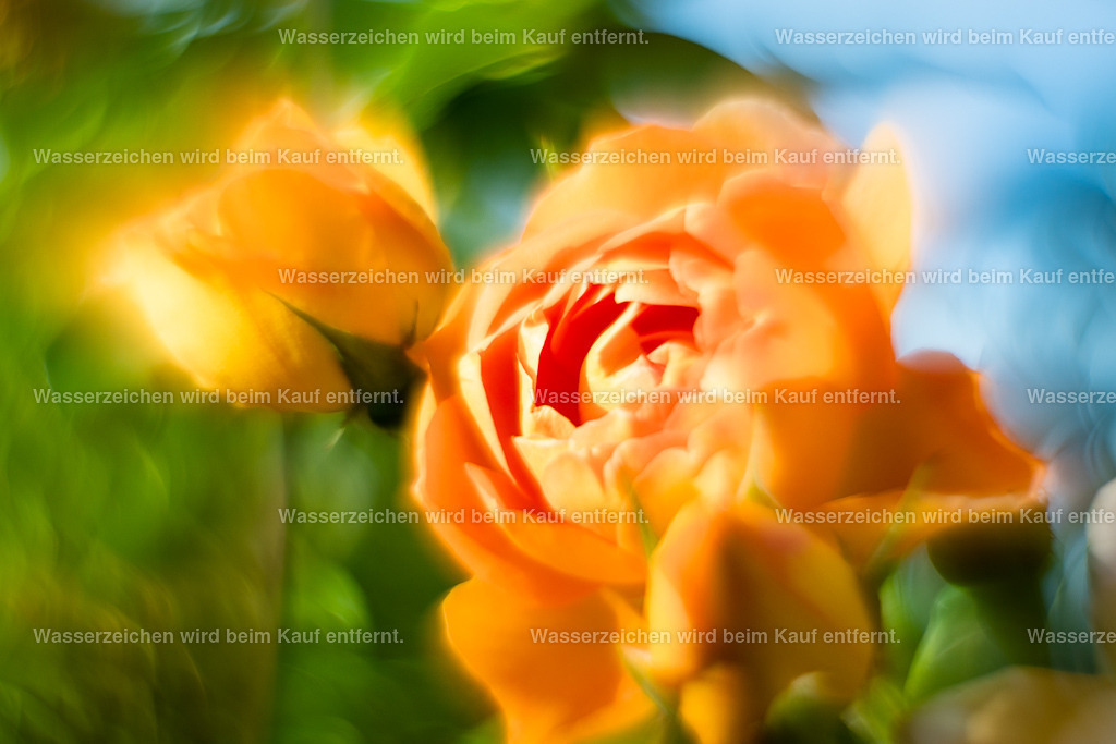 Stärke und Schönheit | Die Botschaft zum Bild lautet: Stärke und Schönheit und der Wille zum Leben, all das gehört zu diesem Bild. Stärke und Schönheit durchdringen unser Leben und es möge dich daran erinnern, diese in dir zu sehen, in deinem Leben zu sehen. Erfahre Stärke und Schönheit.