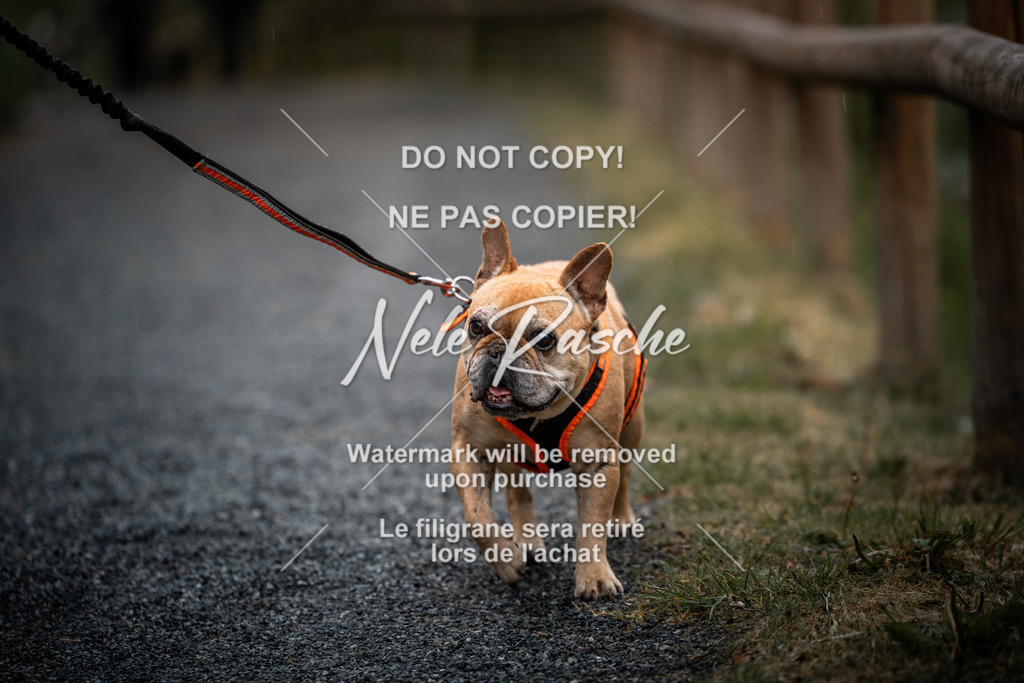 nelerasche_SaAbends_300 | nelerasche
