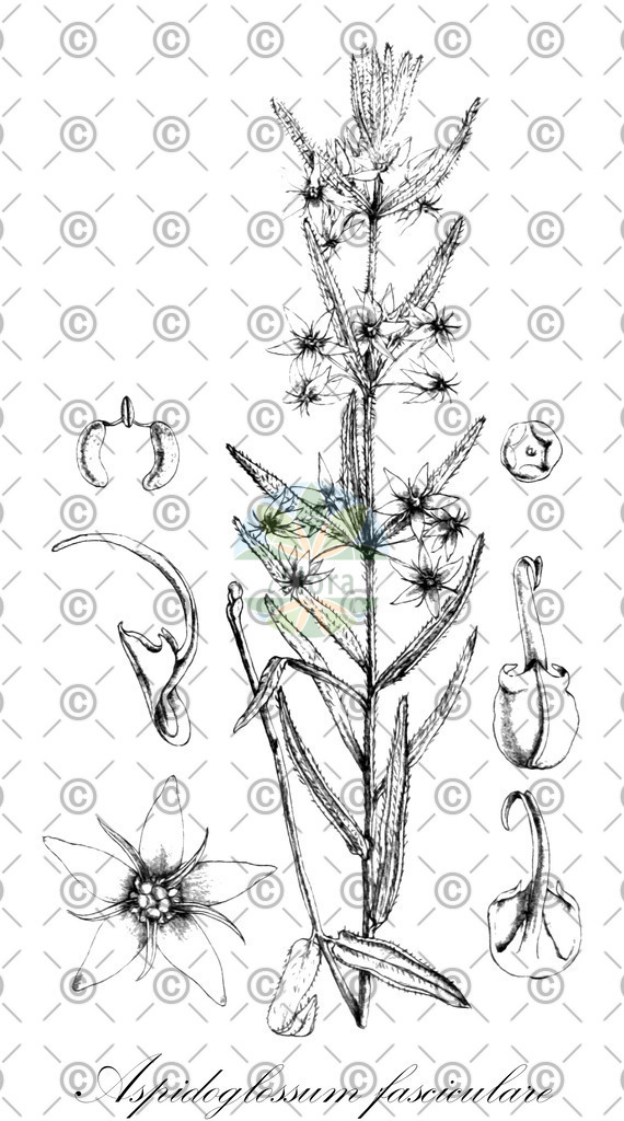 HistAbb_wfo-0000552372_1_ENZY_Simple | Historische Abbildung von Aspidoglossum fasciculare - Apocynaceae | Historical Illustration of Aspidoglossum fasciculare - Apocynaceae