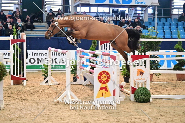 44_Cha-Cha-H - Baloubet du Rouet_967_7075 | Björn Schroeder Pferdefotografie