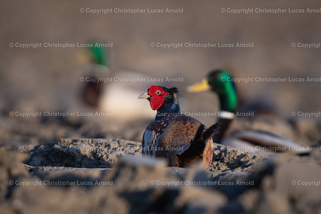 03 - März | bildkomponist - Realisiert mit Pictrs.com