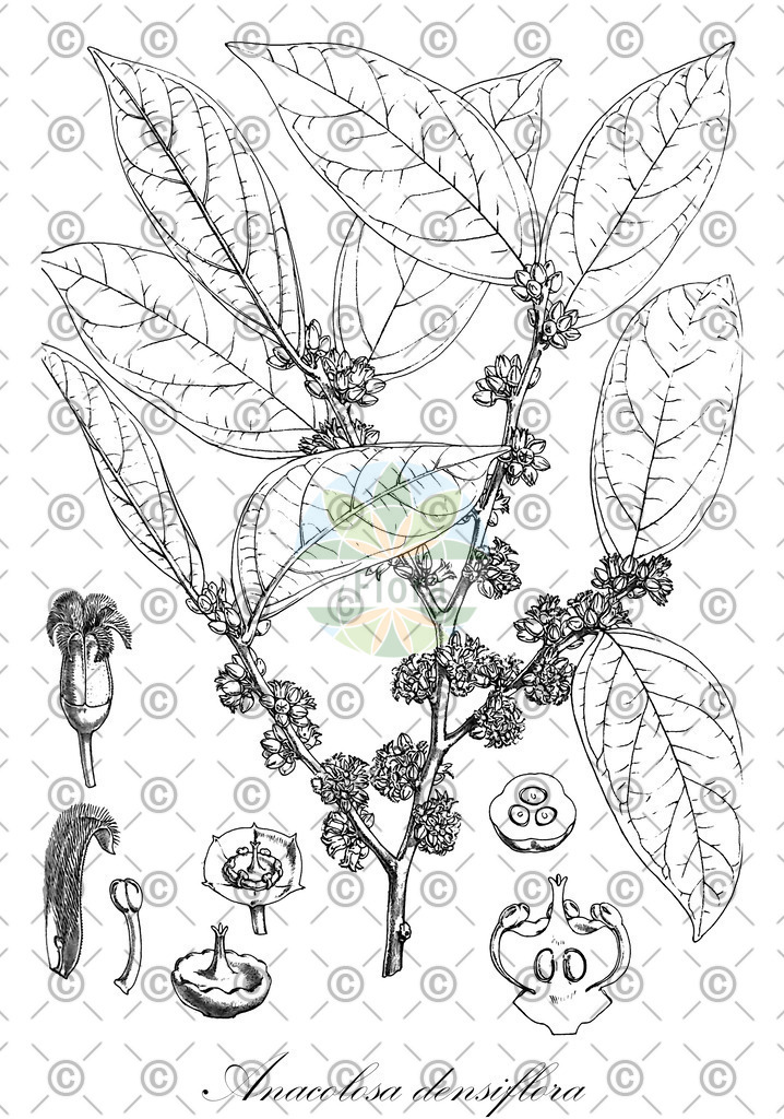 HistAbb_wfo-0000533098_1_ENZY_Simple | Historische Abbildung von Anacolosa densiflora - Olacaceae | Historical Illustration of Anacolosa densiflora - Olacaceae