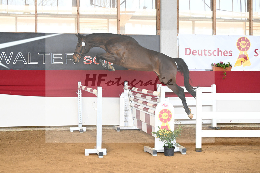 Kat-Nr. 33 Acira v. Adzaro de L Abbaye B_Lehr_7250846 | hf-fotografie - Realizzato con Pictrs.com