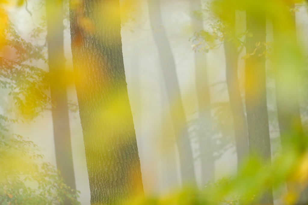 Herbstwald im Nebel | Austria - October 21, 2012: Herbstwald im Nebel und leuchtenden Blätterpunkten. - Realisiert mit Pictrs.com