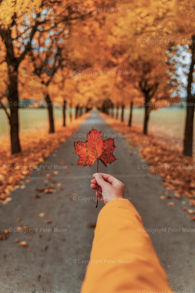 Alee_Obervellach_Herbst-42-Bearbeitet | piet_flosse