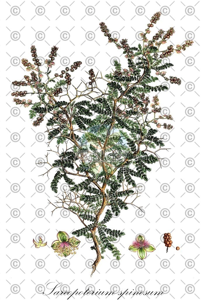 HistAbb_wfo-0001083366_1_ENZY_Simple | Historische Abbildung von Sarcopoterium spinosum - Rosaceae | Historical Illustration of Sarcopoterium spinosum - Rosaceae
