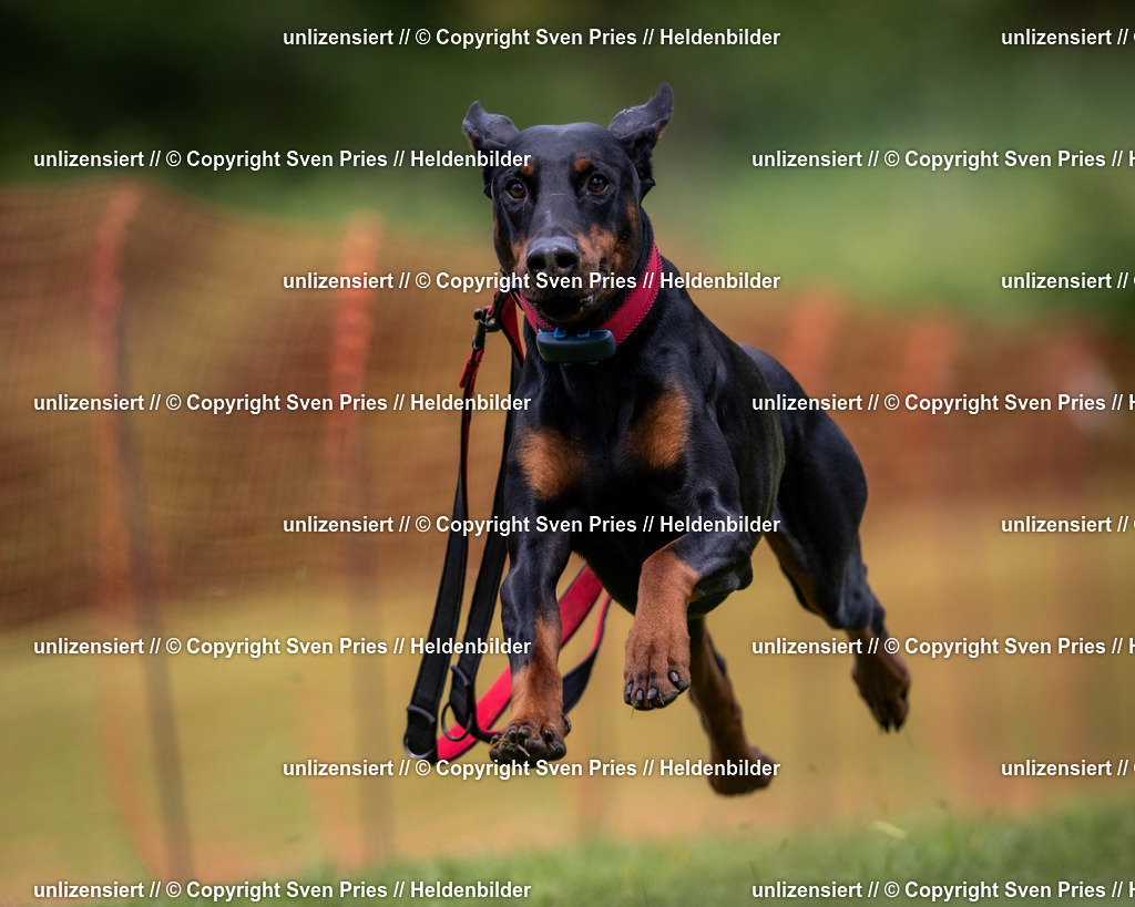 Sven Pries | 2024-04-21 - Hunderennen Baden-Oos
Foto: Sven Pries - Realisiert mit Pictrs.com