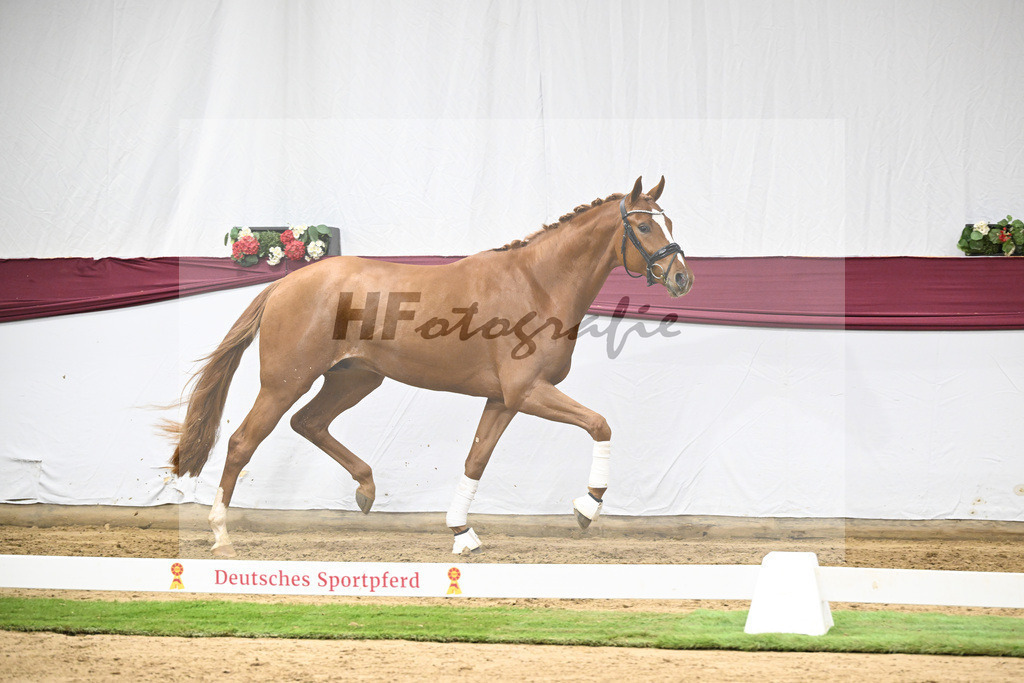 Kat-Nr. 137 Zackerey x Sarkozy_Joachim May_47254651 | hf-fotografie - Realisiert mit Pictrs.com