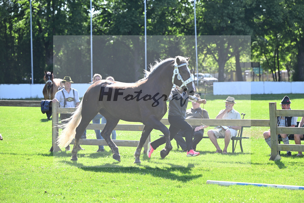 Kat-Nr. 8 Franzi v. Variano_Walter_18250115 | hf-fotografie - Realizzato con Pictrs.com
