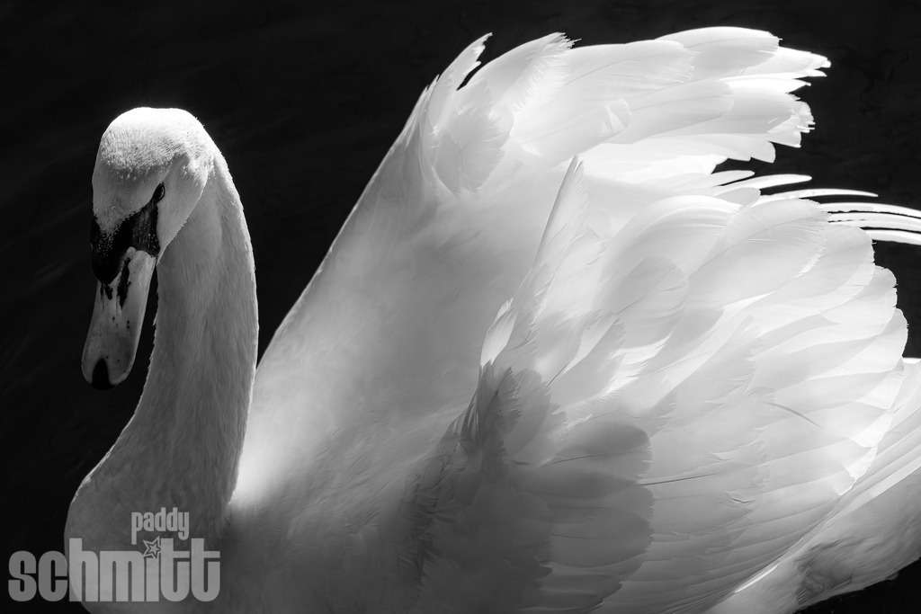 PS-Tiere-2026-18 | Entdecke die größte Bildgalerie der Region mit Fotografien aus dem Allgäu, der Bodenseeregion, Oberschwaben, dem Donautal und der Schwäbischen Alb. Landschaften, Luftaufnahmen und Reisefotografie als Wandbild und Fotokunst. - Realisiert mit Pictrs.com