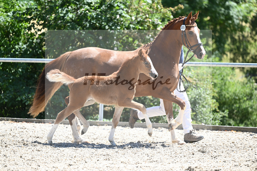 Kat-Nr. 1 SF FS Next Diamond_Kaus_16230648 | hf-fotografie - Realisiert mit Pictrs.com