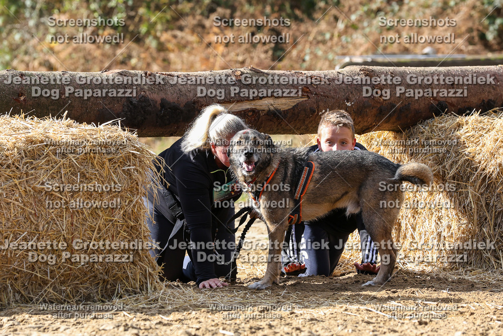 Dog Paparazzi - Strongdog 10-25-5199 | Dog Paparazzi Jeanette Grottendiek Fotografie & Videografie - Realisiert mit Pictrs.com