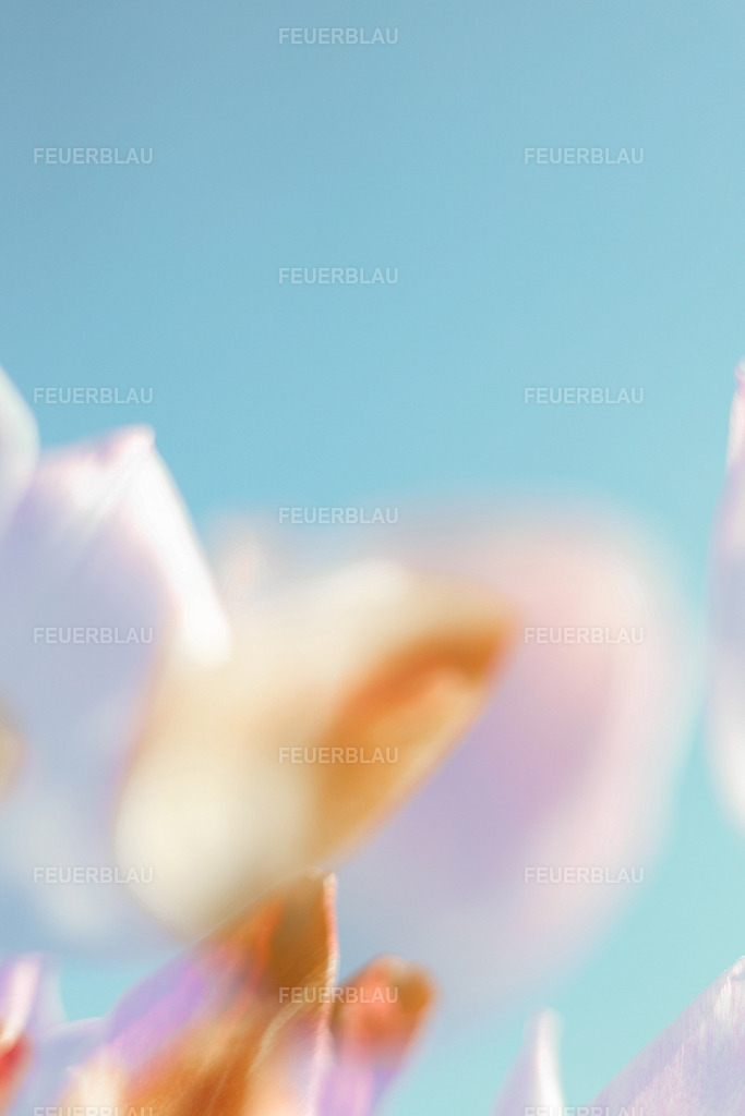 Frühling in Pastell | Frühling in Pastell - Realisiert mit Pictrs.com