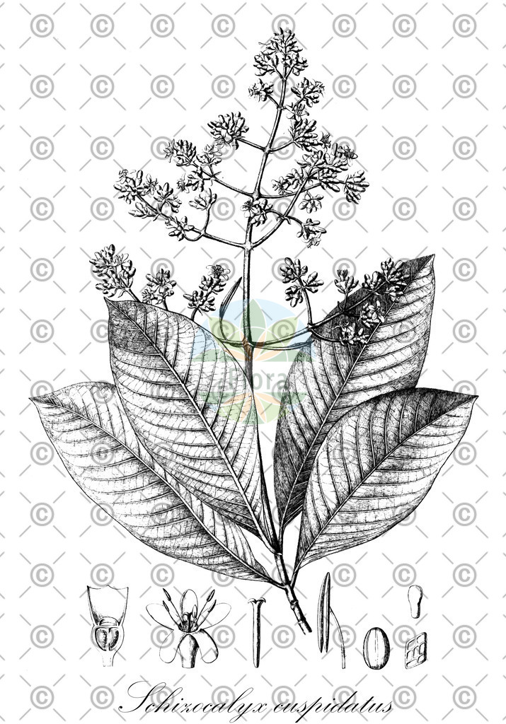 HistAbb_wfo-0000306862_1_ENZY_Simple | Historische Abbildung von Schizocalyx cuspidatus - Rubiaceae | Historical Illustration of Schizocalyx cuspidatus - Rubiaceae