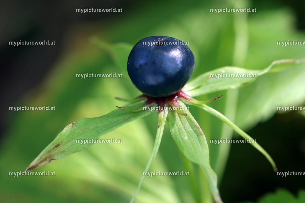 Einbeere-008 | Das Bilderarchiv über Tiere, Planzen und Landschaften. In der Bilddatenbank finden Sie ein große Auswahl an hochwertigen Bilder für Ihre Werbung - Realisiert mit Pictrs.com