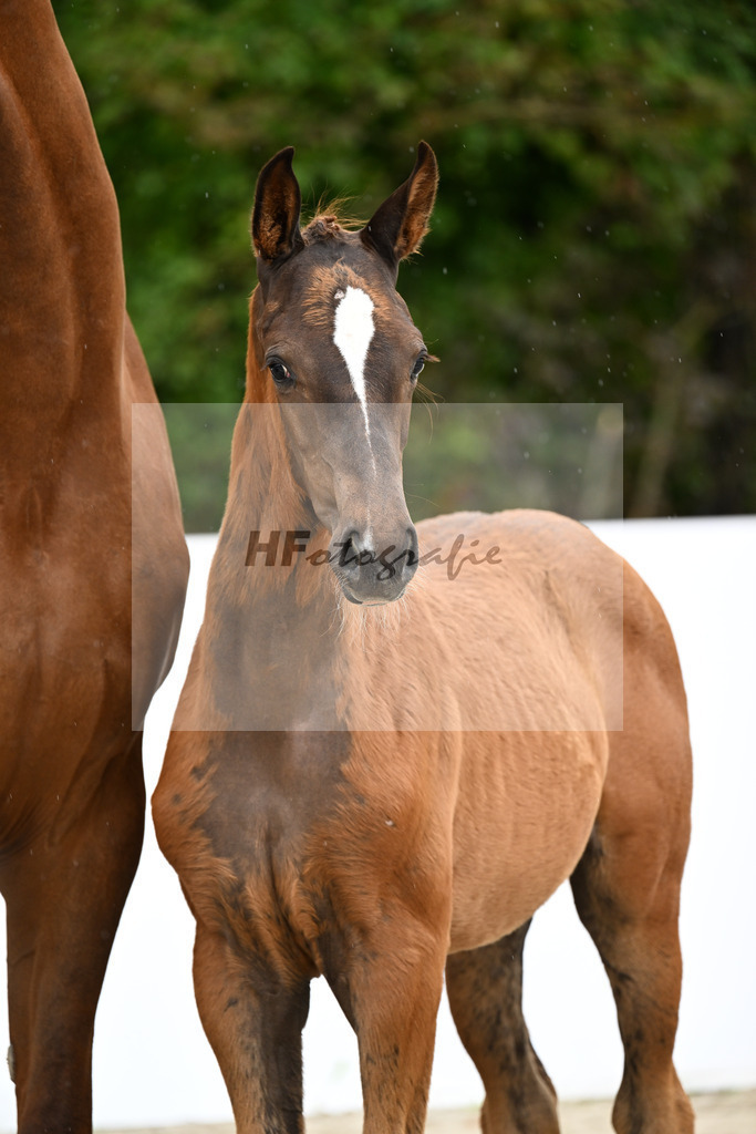 V-Power x Vitalis_SF_Wittlinger_23250461 | hf-fotografie - Realizzato con Pictrs.com