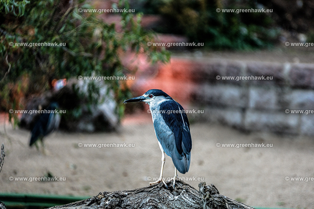 _MG_7698-Bearbeitet | Greenhawks Bilder Shop für Landschaften, Urban, Tiere und weiteres als Poster Leinwand oder Fotogeschenk für Ostern Weihnachten oder Geburtstag  - Realisiert mit Pictrs.com