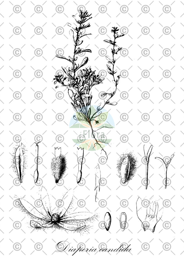 HistAbb_wfo-0001158306_1_ENZY_Simple | Historische Abbildung von Diaperia candida - Asteraceae | Historical Illustration of Diaperia candida - Asteraceae
