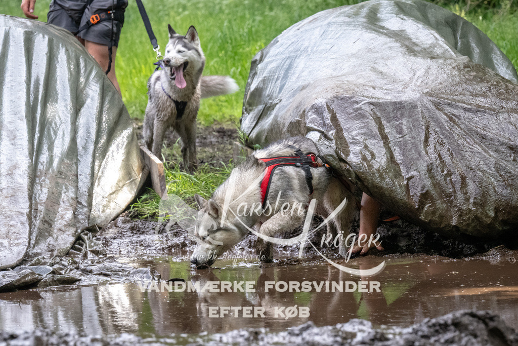 1251_ZZ93958 | kk-dogfotos