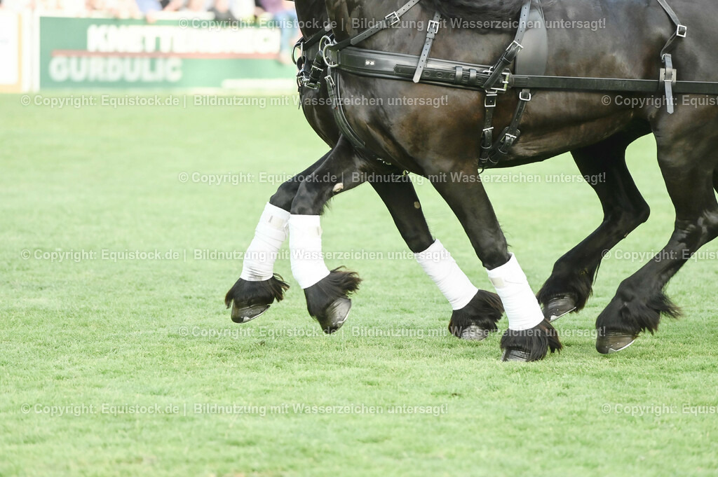 20230526_Pferdenacht_0186 | equistock