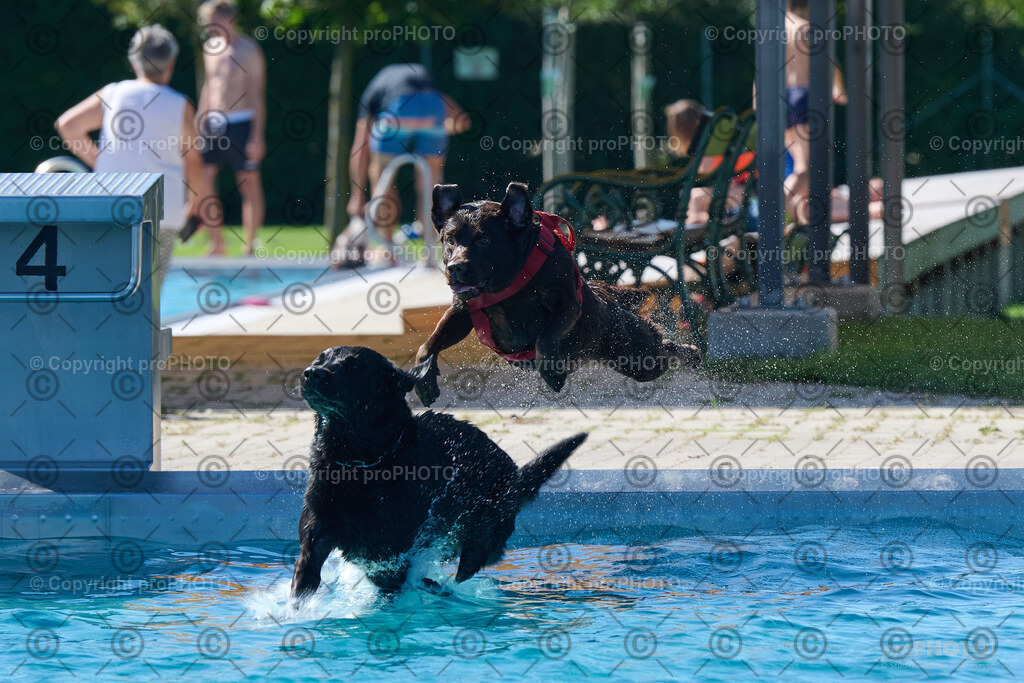 141_202509_4Hundebadetag_NZ9_2581 | proPHOTO - Realisiert mit Pictrs.com