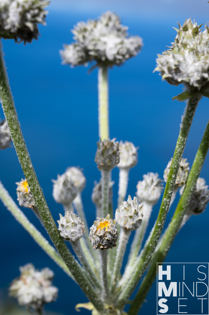 Blüte in Ausbildung | Sichere dir dein Lieblingsbild von HISMINDSET als Print für dein Zuhause oder das Büro! - Realisiert mit Pictrs.com