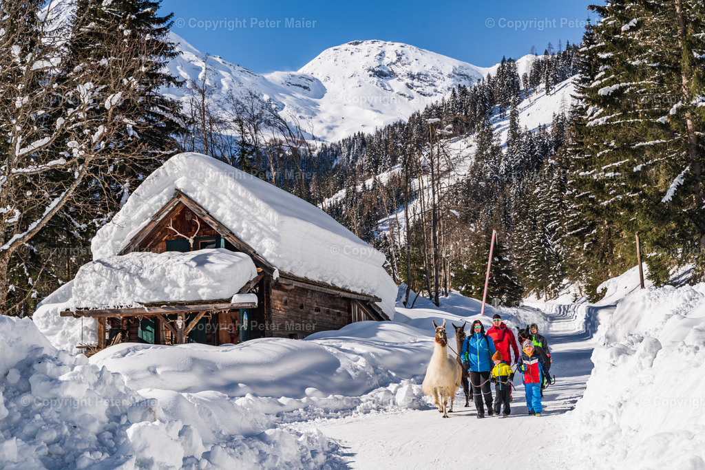 Lama_Wanderung_Winter_Familie_Stocker-143 | piet_flosse