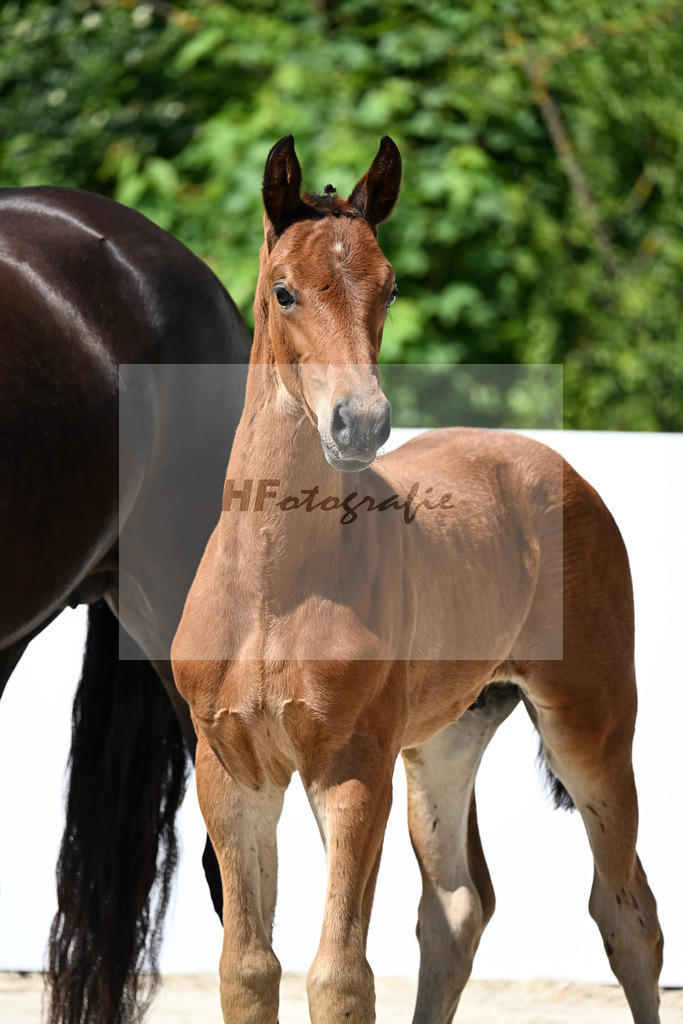 Vjento x Bon Coeur_HF_Amann_13251614 | hf-fotografie - Realizzato con Pictrs.com