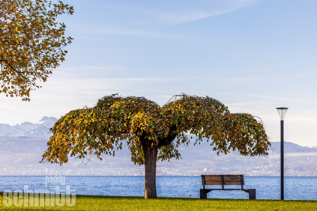 Bank, Laterne und Baum am Bodenseeufer | Eine Bank, eine Laterne und ein Baum säumen das ruhige Bodenseeufer bei Langenargen und laden zum Verweilen ein. Die schlichte Szenerie mit dem schönen Bergpanorama im Hintergrund strahlt eine besondere Ruhe aus und fängt einen stillen Moment am See auf stimmungsvolle Weise ein. - Realisiert mit Pictrs.com