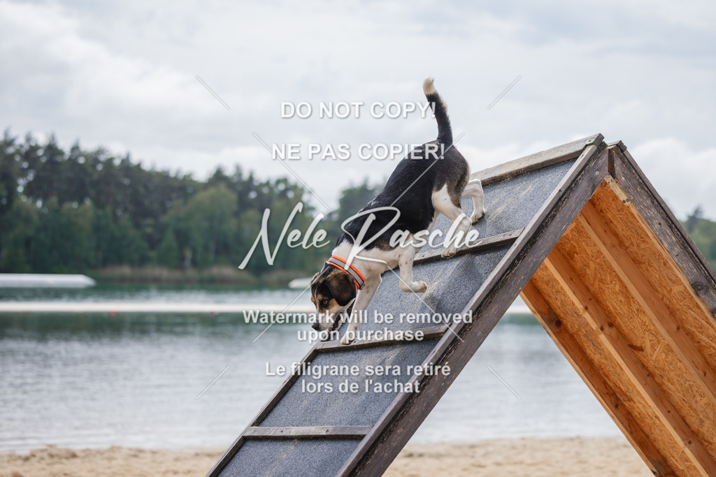 nelerasche_BuHu2026_So1530-Ende_39 | nelerasche