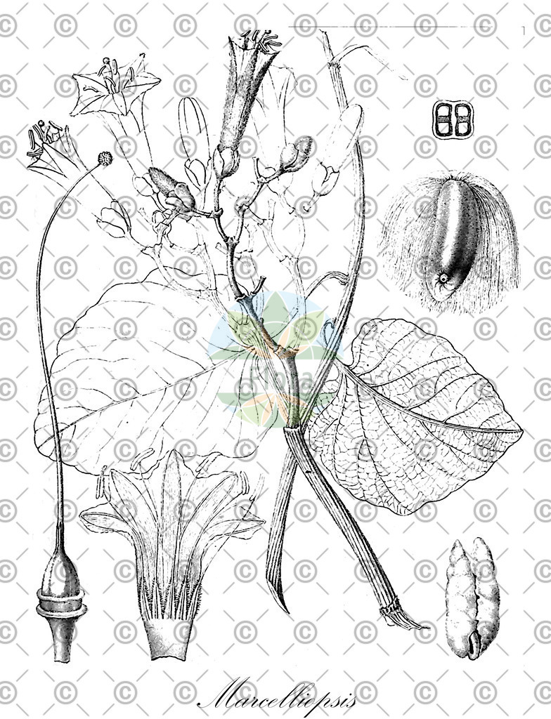 HistAbb_wfo-0001078801_1_ENZY_Simple | Historische Abbildung von Marcelliopsis - Amaranthaceae | Historical Illustration of Marcelliopsis - Amaranthaceae