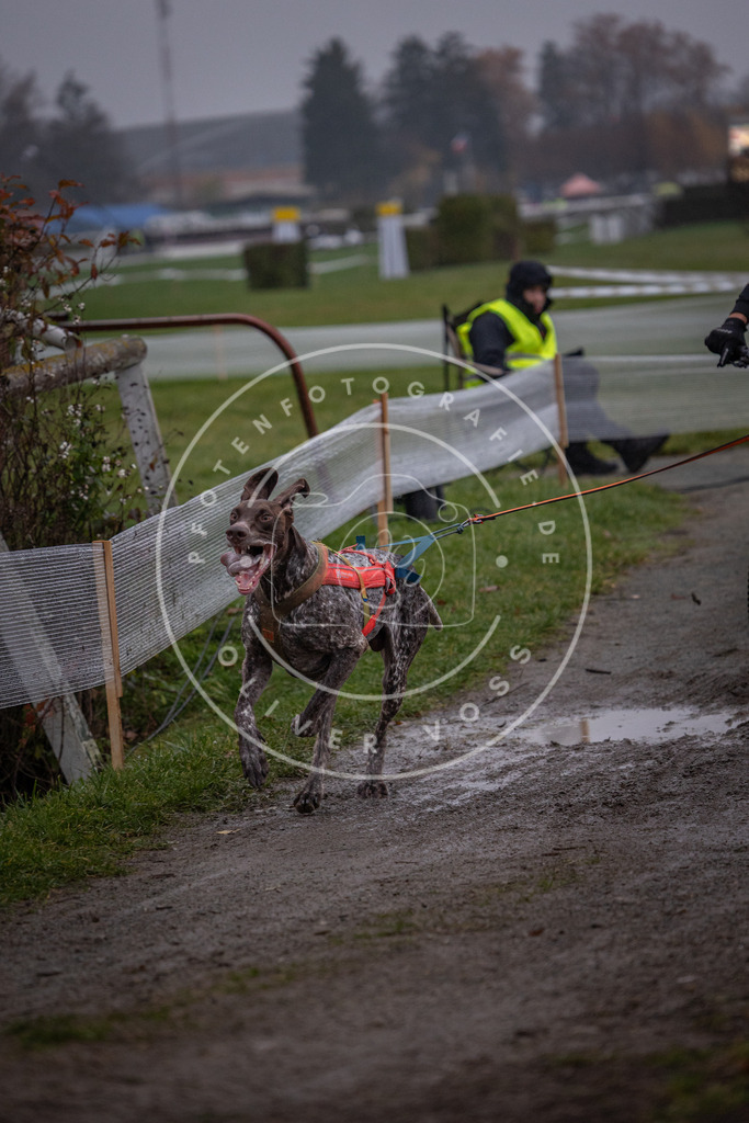 CaniXpix_0L8A0484 | Hundefotografie, Tierfotograf, Pfotenfotografie, Fotoshooting Hund, Hunde Portrait, Hundesport, Hundeportraits, Heideshooting, Hunde, Sportfotograf, Hundefotograf, Turnierhundsport, THS,  - Realisiert mit Pictrs.com