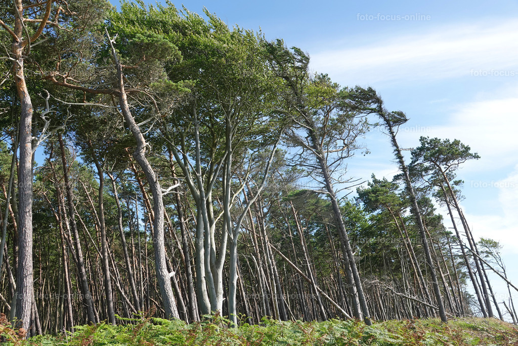 Windswept trees | wind escaper trees in sunny weather