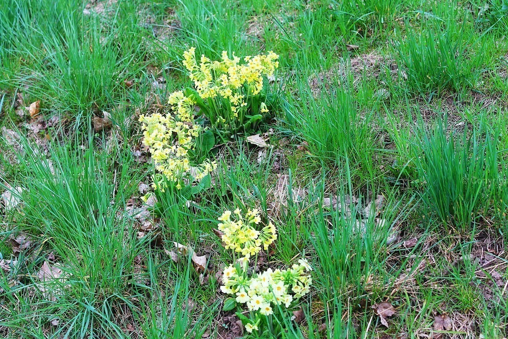 IMG_2837 | Fotografiert von Peregrin Lais. Bilder anschauen, 
Formate auswählen und bestellen. - Realisiert mit Pictrs.com