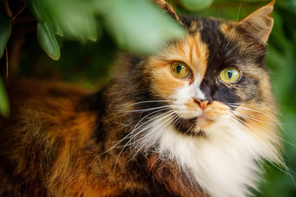 allesWIRTHgut Tierfotografie - 7IV08930 | Professionelle Tierfotografie in Mönchengladbach von Daniel Wirth (allesWIRTHgut). Liebevolle & natürliche Bilder von Hunden & Katzen für unvergessliche Erinnerungen.