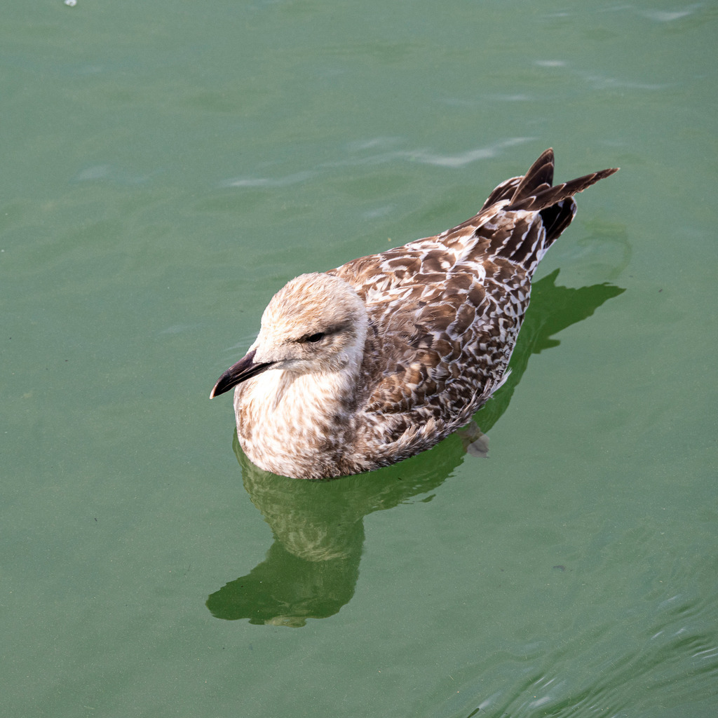 Junge Möwe im Küstenwasser vor Texel: Jungvogel schwimmt im grünlichen Nordseewasser | Eine junge Möwe im bräunlich gescheckten Jugendgefieder schwimmt ruhig im grün schimmernden Wasser vor der niederländischen Nordseeinsel Texel. Das Tier spiegelt sich leicht auf der ruhigen Wasseroberfläche. Die Nahaufnahme eignet sich hervorragend für redaktionelle Beiträge über die heimische Vogelwelt, Nachwuchs und Fauna der Nordsee, Artenschutz, Küstennatur sowie maritime Natur- und Tierporträts. - Realisiert mit Pictrs.com