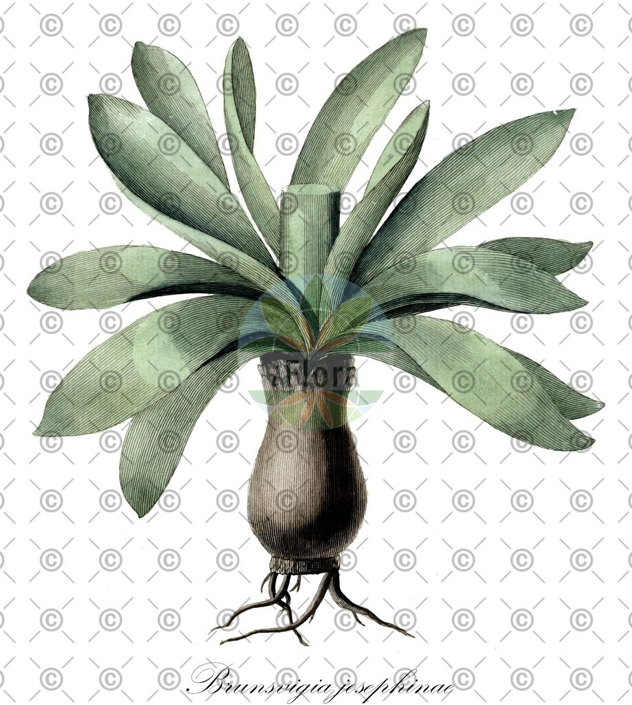 HistAbb_wfo-0000762214_2_ENZY_Simple | Historische Abbildung von Brunsvigia josephinae - Amaryllidaceae | Historical Illustration of Brunsvigia josephinae - Amaryllidaceae