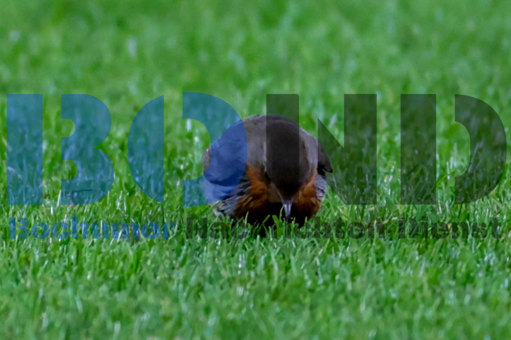 Rotkehlchen im Stadion {date} -  | {headline}



(Foto: Sebastian Sendlak / BOND)

 - Realisiert mit Pictrs.com