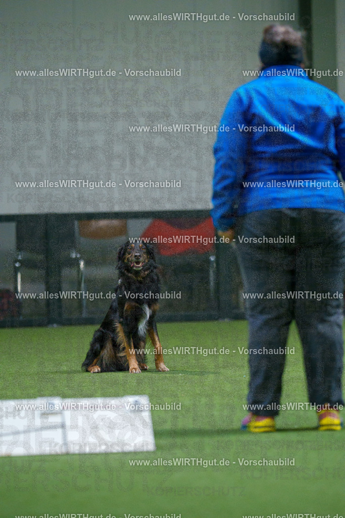 7R503980 | Professionelle Tierfotografie in Mönchengladbach von Daniel Wirth (allesWIRTHgut). Liebevolle & natürliche Bilder von Hunden & Katzen für unvergessliche Erinnerungen.