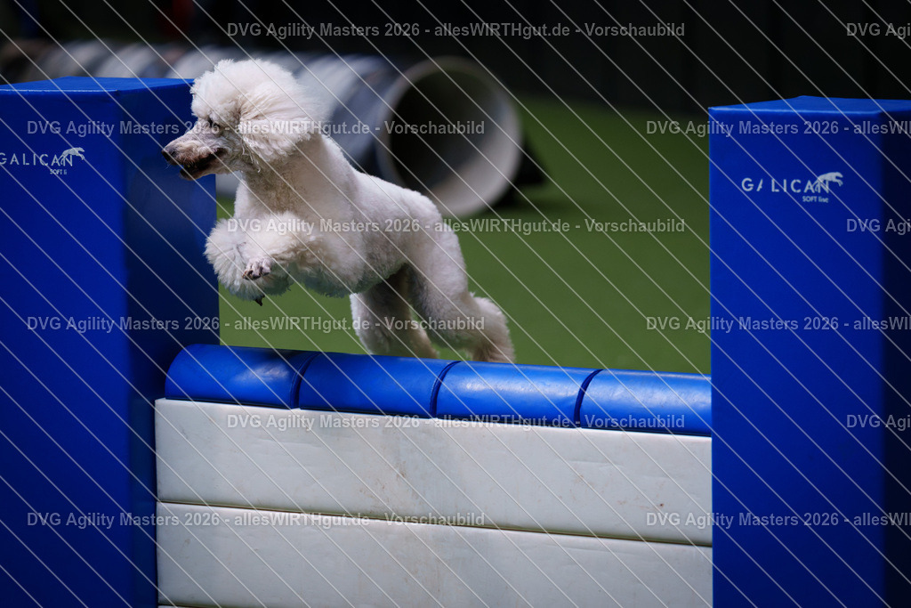 allesWIRTHgut_Tierfotografie-DVG_Agility_Masters_2026-13_31-7R509593 | Professionelle Tierfotografie in Mönchengladbach von Daniel Wirth (allesWIRTHgut). Liebevolle & natürliche Bilder von Hunden & Katzen für unvergessliche Erinnerungen.