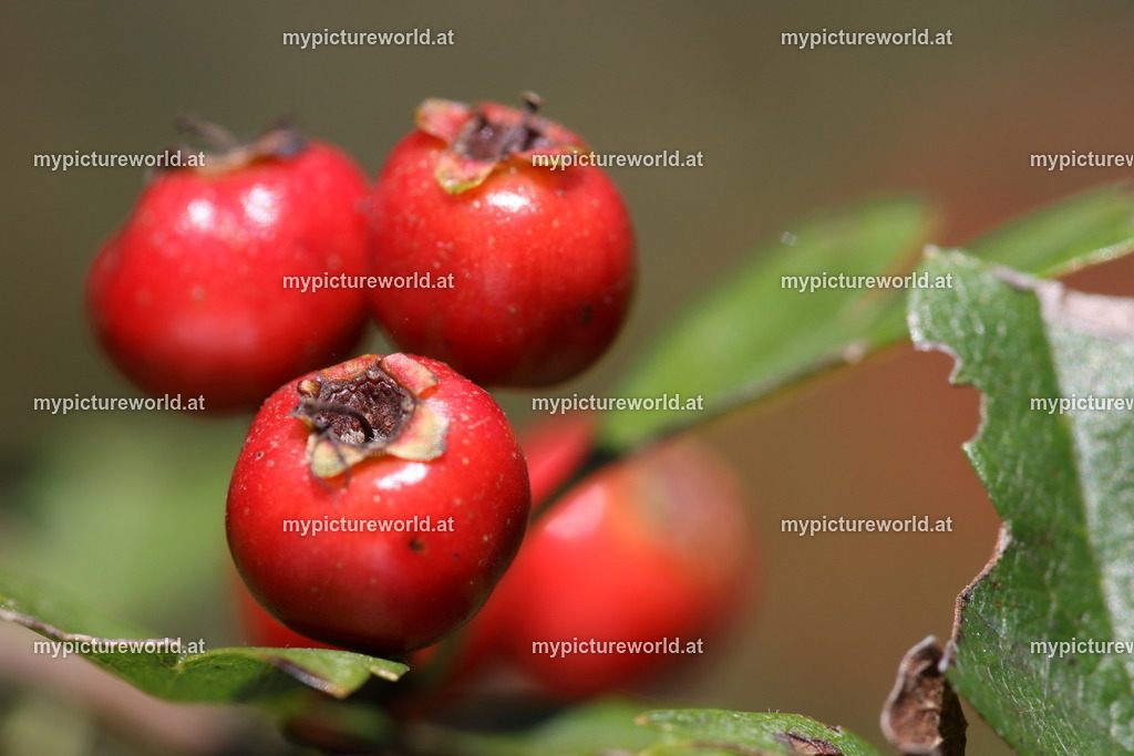 Eingriffeliger Weißdorn-005 | Das Bilderarchiv über Tiere, Planzen und Landschaften. In der Bilddatenbank finden Sie ein große Auswahl an hochwertigen Bilder für Ihre Werbung - Realisiert mit Pictrs.com