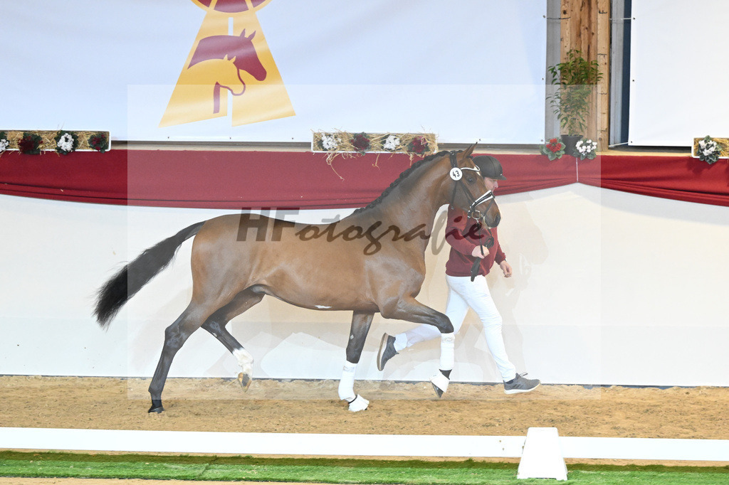 Kat-Nr. 43 Don Schufro_Raumanns_1230229 | hf-fotografie - Realisiert mit Pictrs.com