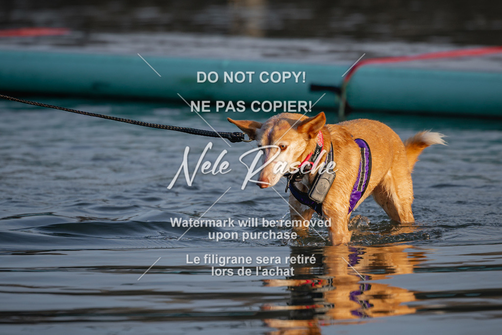 nelerasche_Hulsbeek_Sa1730-Ende_79 | nelerasche