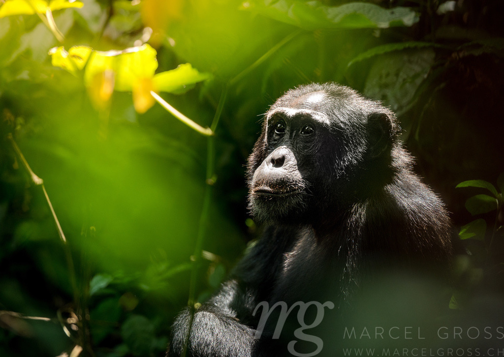 old male Chimpanzee in Uganda's Kibale Forest National Park | old male Chimpanzee in Uganda's Kibale Forest National Park on the rainforest floor with a sorrowful look into the treetops. - Realisiert mit Pictrs.com