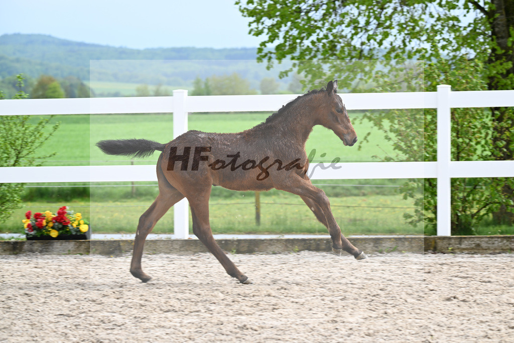 Kat-Nr. 47 SF Chacco Blue x Quo Vados I_Schoenherr_23261712 | hf-fotografie - Realizzato con Pictrs.com