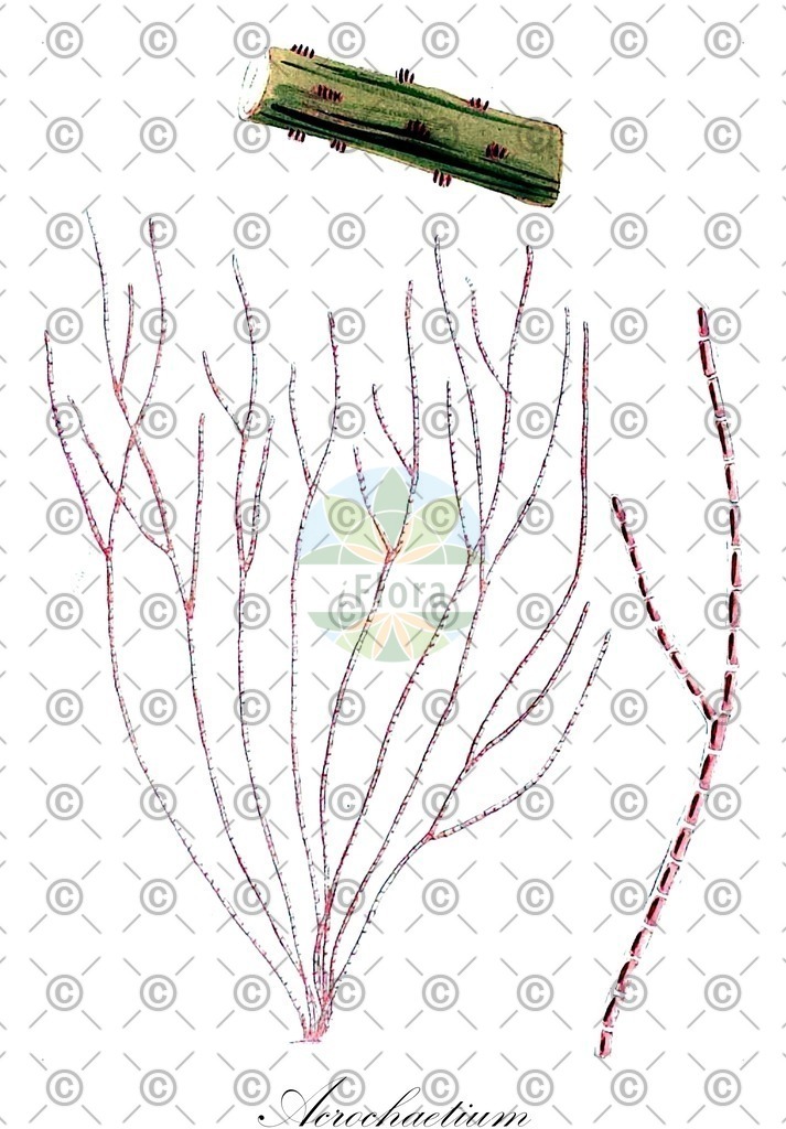 HistAbb_NCD_1_ENZY_Simple | Historische Abbildung von Acrochaetium - Acrochaetiaceae (0) | Historical Illustration of Acrochaetium - Acrochaetiaceae (0)