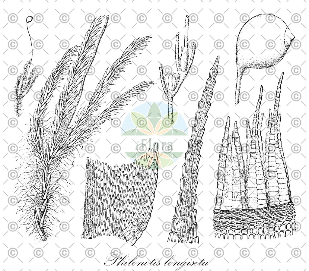 HistAbb_wfo-0001151143_1_ENZY_Simple | Historische Abbildung von Philonotis longiseta - Bartramiaceae | Historical Illustration of Philonotis longiseta - Bartramiaceae