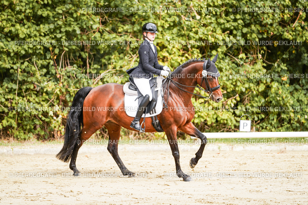 DSC01974 | Pferdegrafie