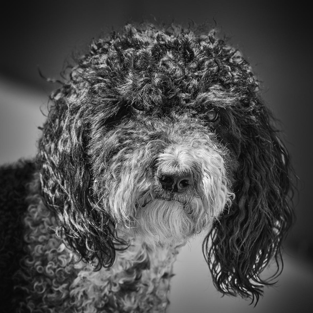 Shona - Französischer Wasserhund | bridgeman - Realisiert mit Pictrs.com